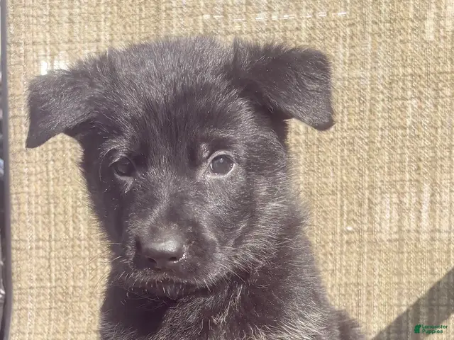German Shepherd dogs for sale: Blue Collar - Ad 38