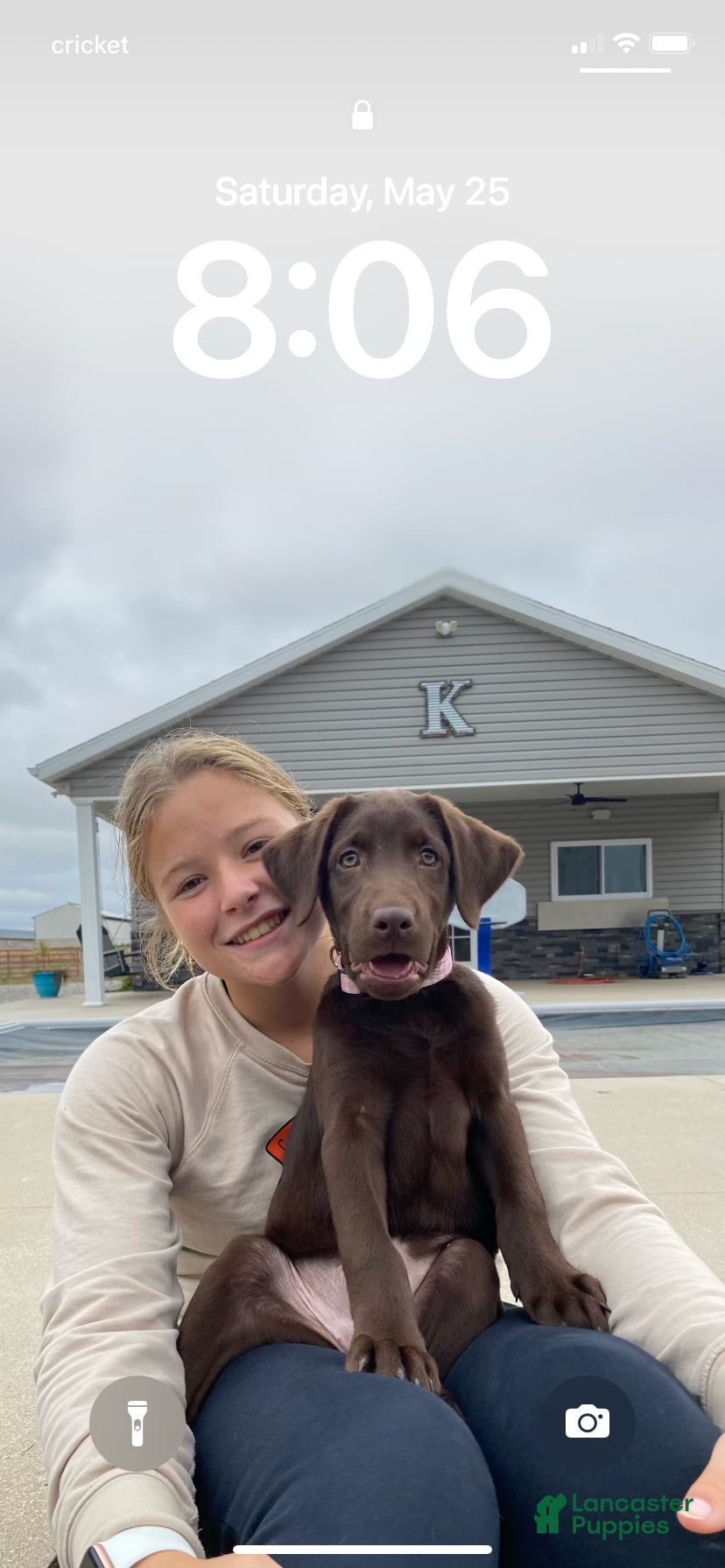 Labrador Retriever dogs Winnie - Ad 8