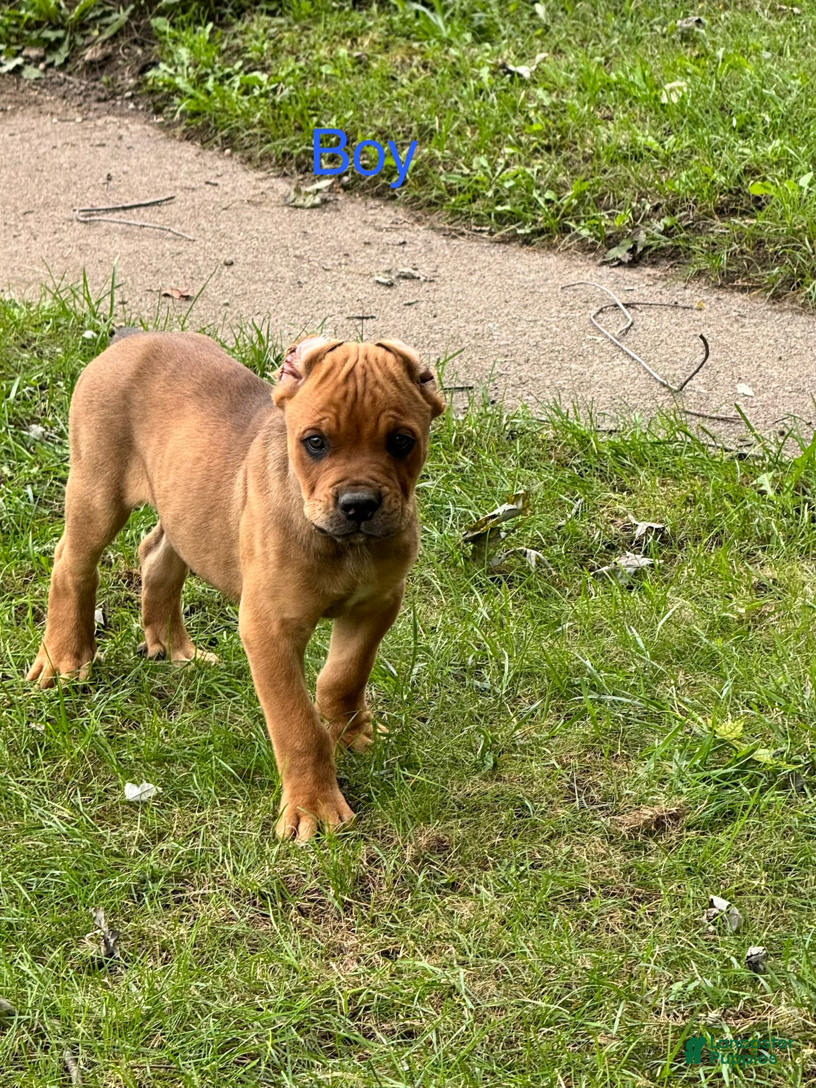 Cane Corso (Cane Corso, Male) in Warsaw, IN