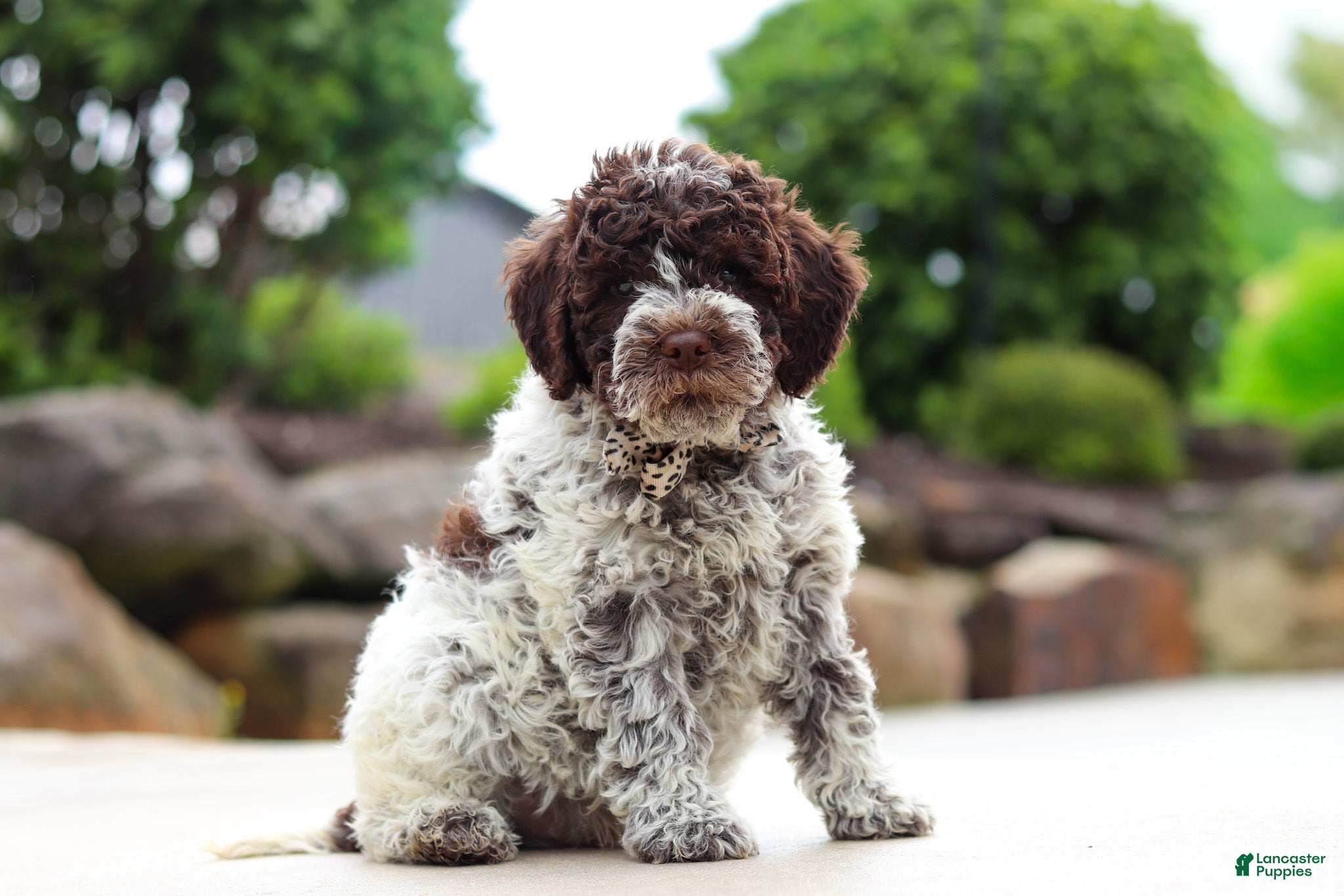 Lagotto Romagnolo dogs Leo - Ad 2