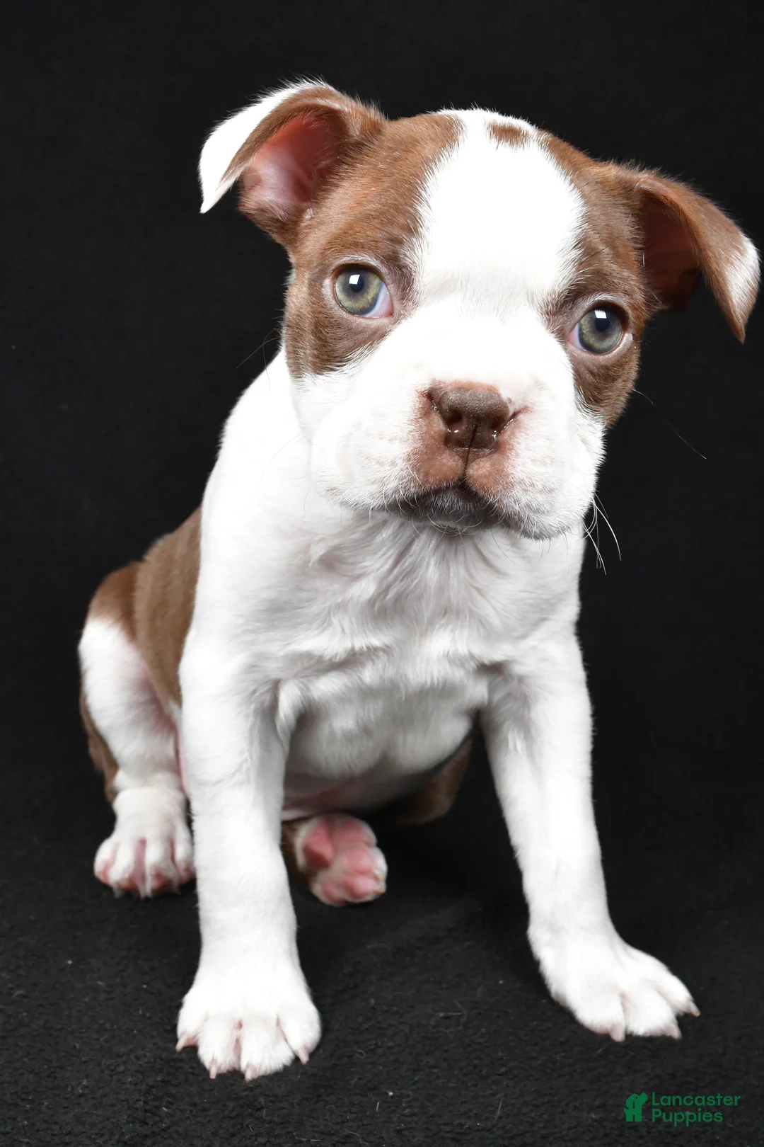 Boston Terrier dogs for sale: Harvey - Ad 5