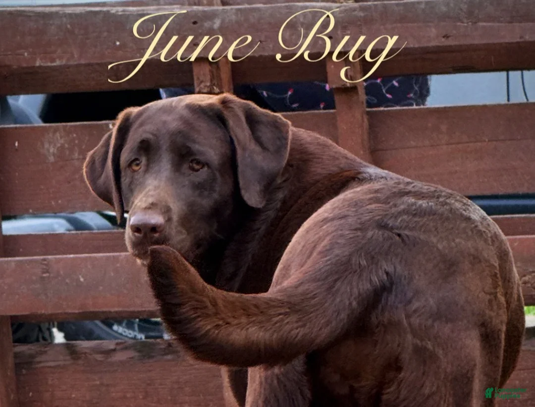 Labrador Retriever dogs for sale: Labrador Retriever Puppy 2 - Ad 1