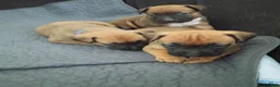 Mixed Breed dogs for sale: Mixed Breed 3 - Ad 6