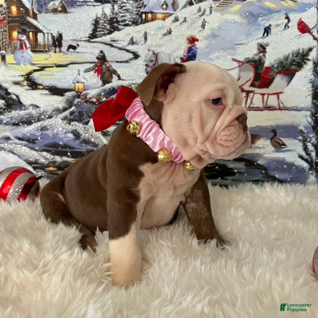 English Bulldog dogs for sale: Gala - Ad 7