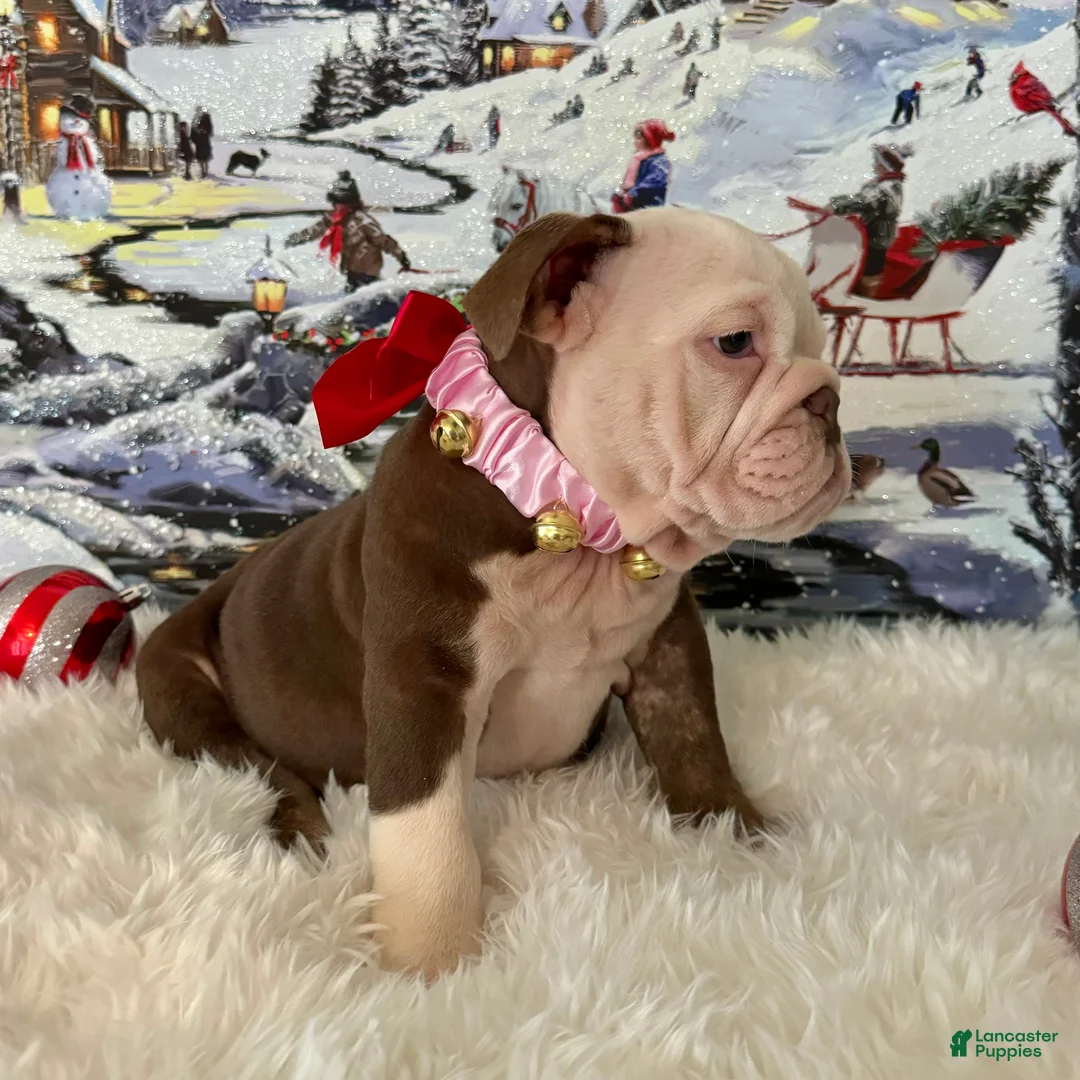 English Bulldog dogs for sale: Gala - Ad 7