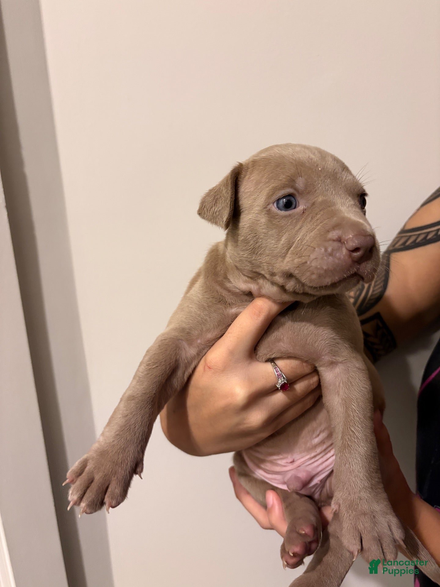 American Bully dogs American XL Bully 3 - Ad 40