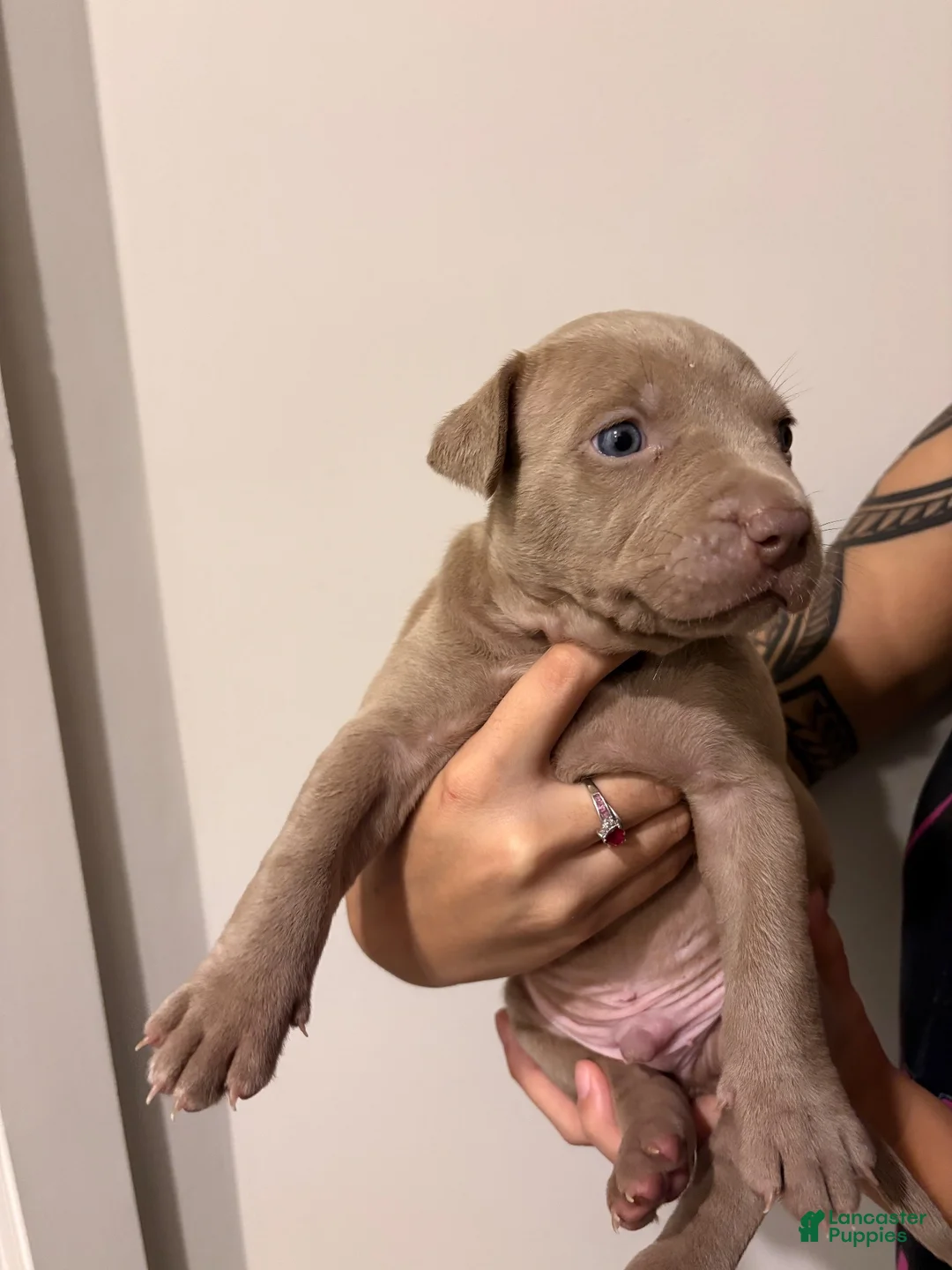 American Bully dogs for sale: American XL Bully 3 - Ad 1