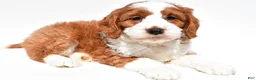 Mini Goldendoodle dogs for sale: Harvey - Ad 4