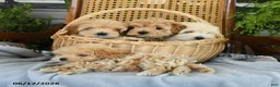 Maltipoo dogs for sale: Jackson - Ad 5