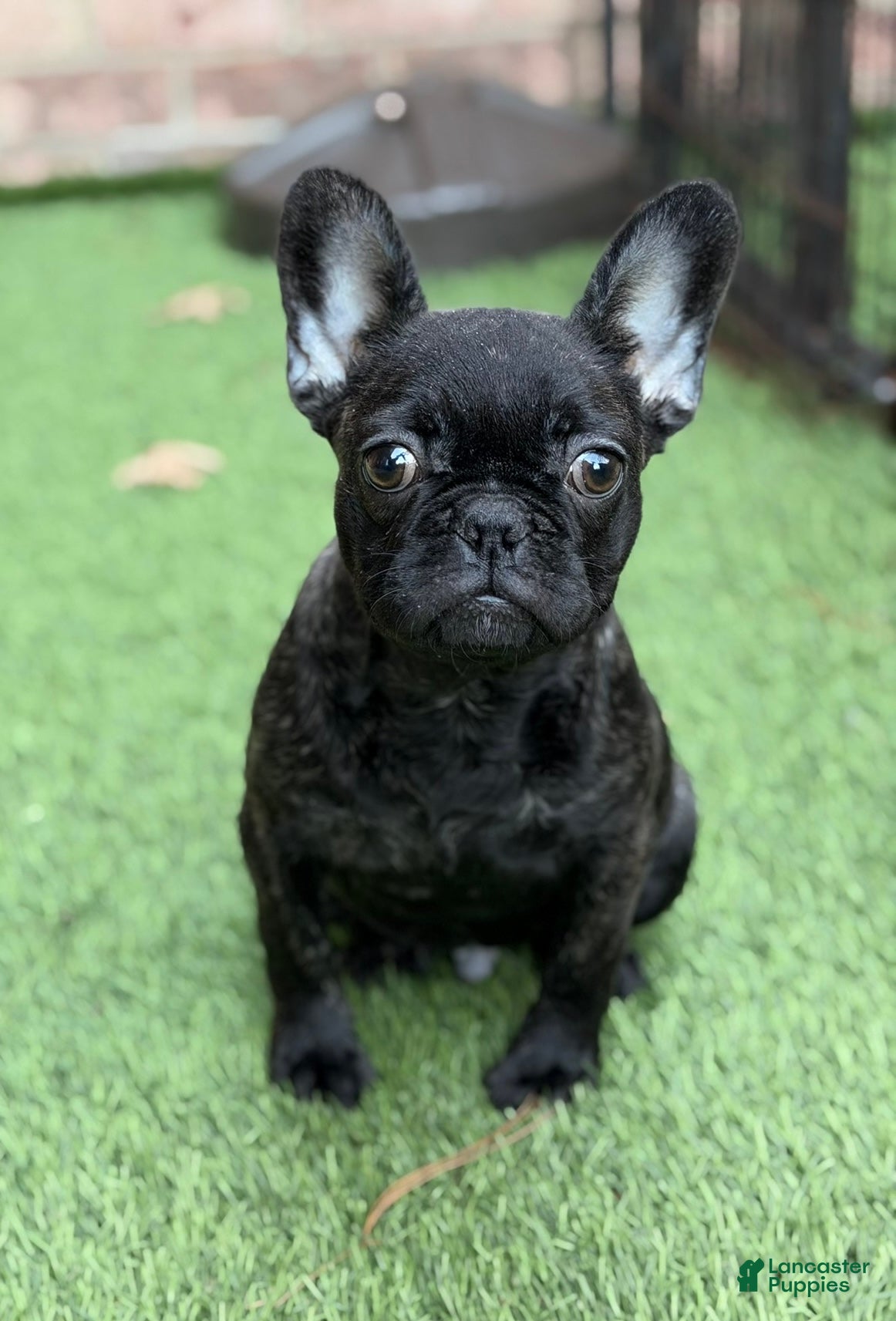 French Bulldog dogs Major - Ad 1