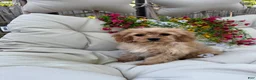 Cavapoo dogs for sale: Belle - Ad 2