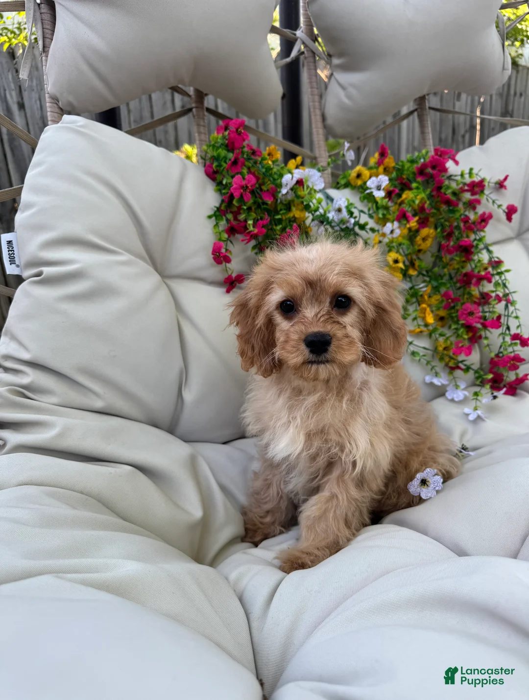 Cavapoo dogs for sale: Belle - Ad 2