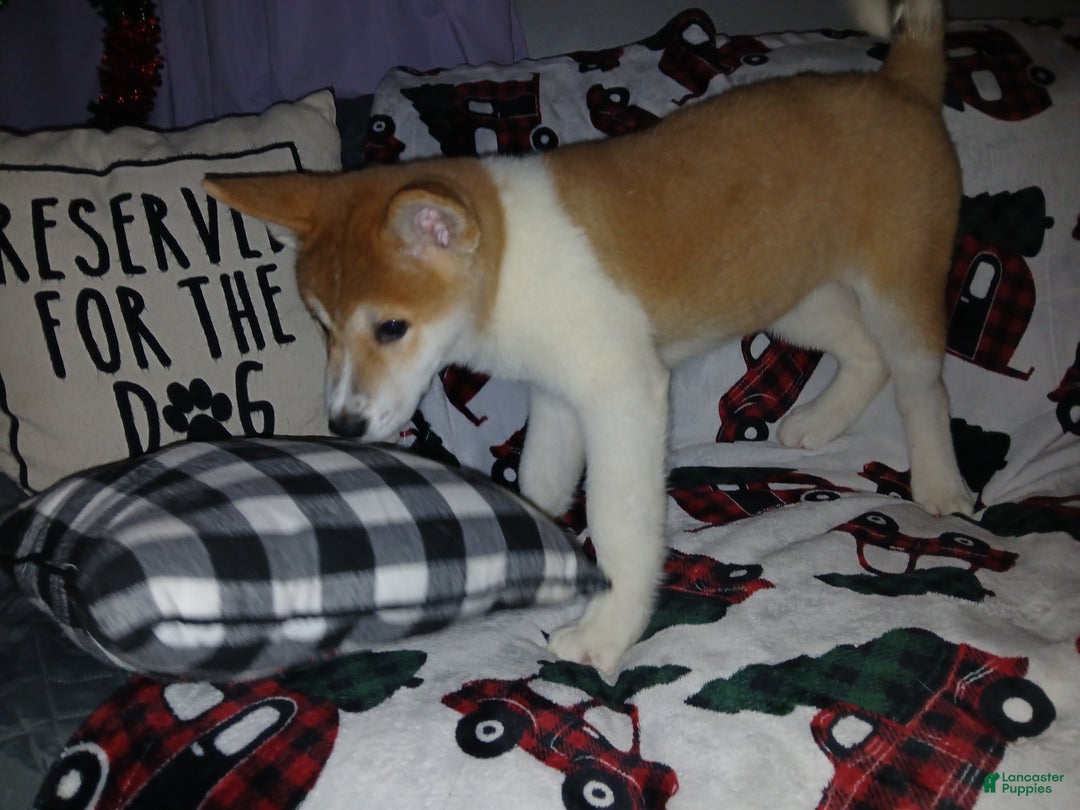 Akita dogs for sale: Astra - Ad 15