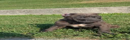 Cane Corso dogs for sale: Ceres - Ad 11