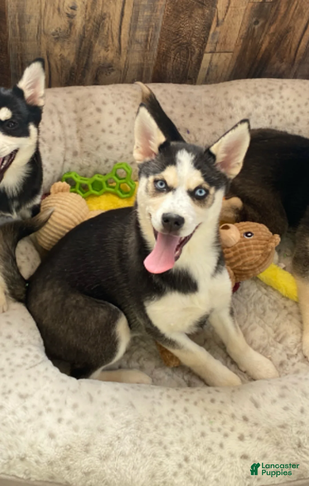 Pomsky dogs for sale: Kitty  - Ad 5