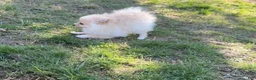 Pomeranian dogs for sale: Satin - Ad 5