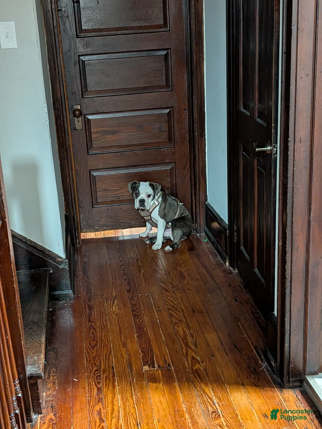 Mixed Breed dogs for sale: English Bulldog 3/4 - Ad 4