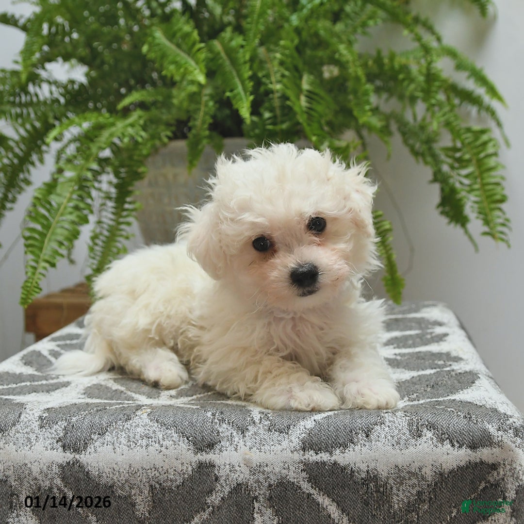 Bichon Frise dogs for sale: Sydney - Ad 4