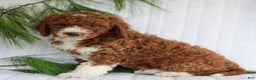 Mini Goldendoodle dogs for sale: Cocoa  - Ad 3