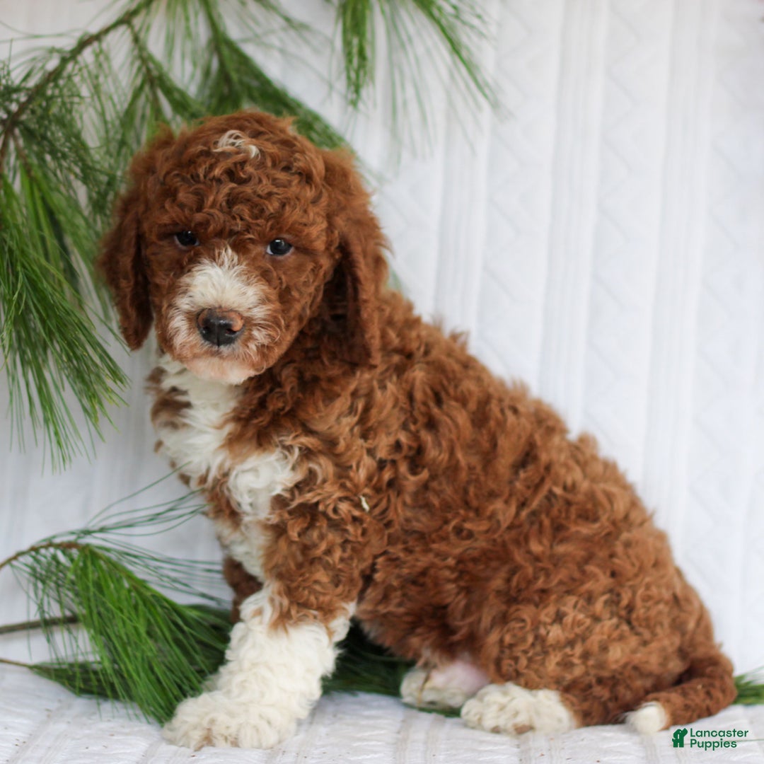 Mini Goldendoodle dogs for sale: Cocoa  - Ad 3