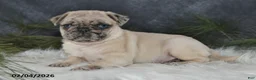 Pug dogs for sale: Duchess - Ad 5