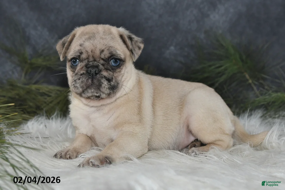 Pug dogs for sale: Duchess - Ad 5