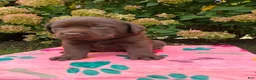 Labrador Retriever dogs for sale: Nora - Ad 7