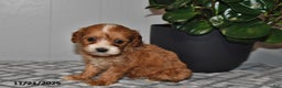Cavapoo dogs for sale: Ollie - Ad 4