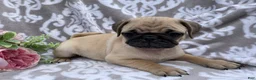 Pug dogs for sale: Roger - Ad 7
