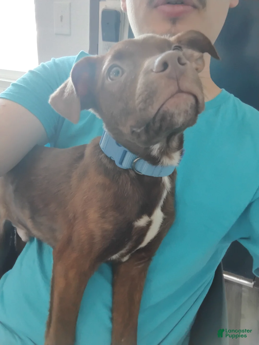 Mixed Breed dogs for sale: Mixed Breed Puppy 1 - Ad 3