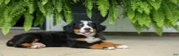 Bernese Mountain Dog dogs for sale: SOPHIE - Ad 18