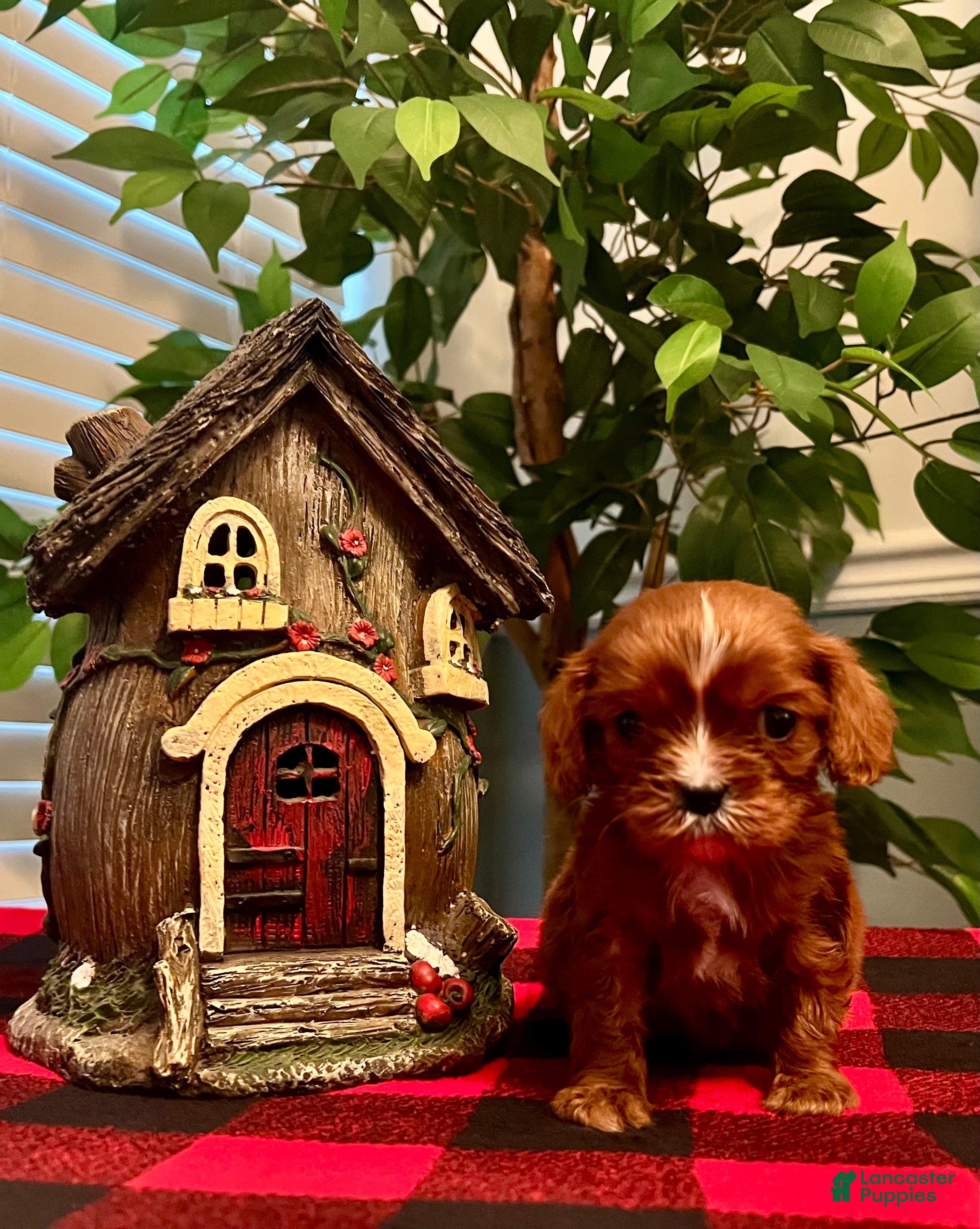 Cavalier King Charles Spaniel dogs Cavalier King Charles Spaniel Puppy 3- Ginger - Ad 21