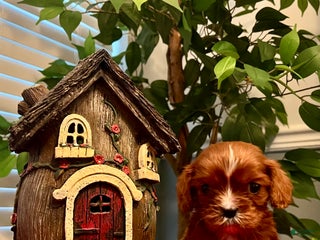 Cavalier King Charles Spaniel dogs Cavalier King Charles Spaniel Puppy 3- Ginger - Ad 5