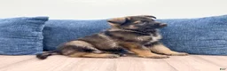 German Shepherd dogs for sale: Delmar - Ad 6
