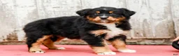 Australian Shepherd dogs for sale: Joy - Ad 6
