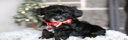 Yorkiepoo dogs for sale: Tinkerbelle - Ad 1