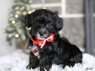 Yorkiepoo dogs Tinkerbelle - Ad 18