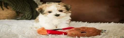 Havanese dogs for sale: Louis - Ad 9