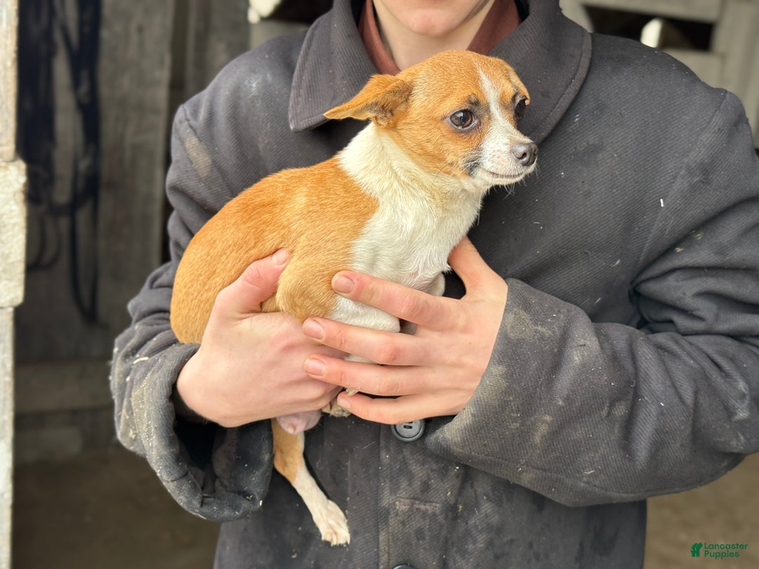 Chihuahua dogs for sale: Bixby - Ad 15