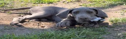 Great Dane dogs for sale: Emma  - Ad 6