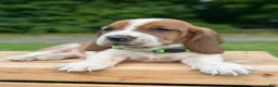 Basset Hound dogs for sale: Oliver - Ad 13