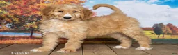Goldendoodle dogs for sale: Cassie - Ad 3