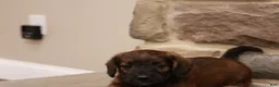 Jackapoo dogs for sale: John - Ad 5