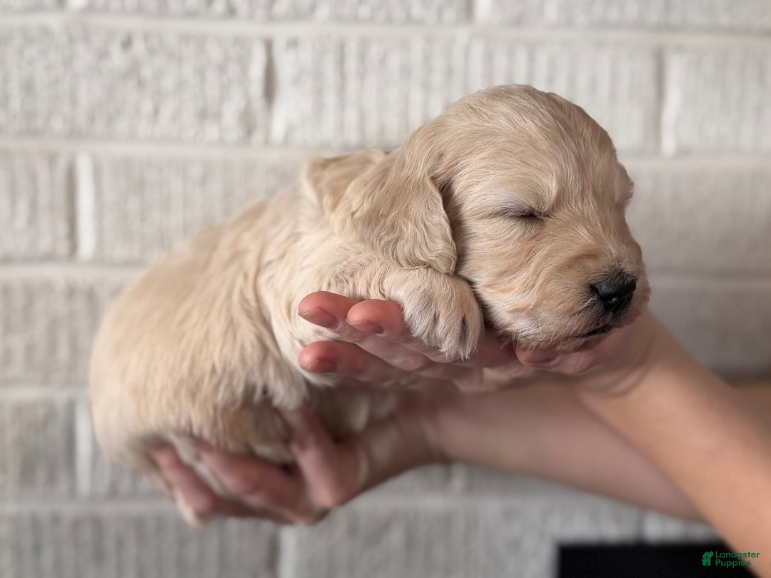 Mini Goldendoodle dogs for sale: Holly - Ad 4