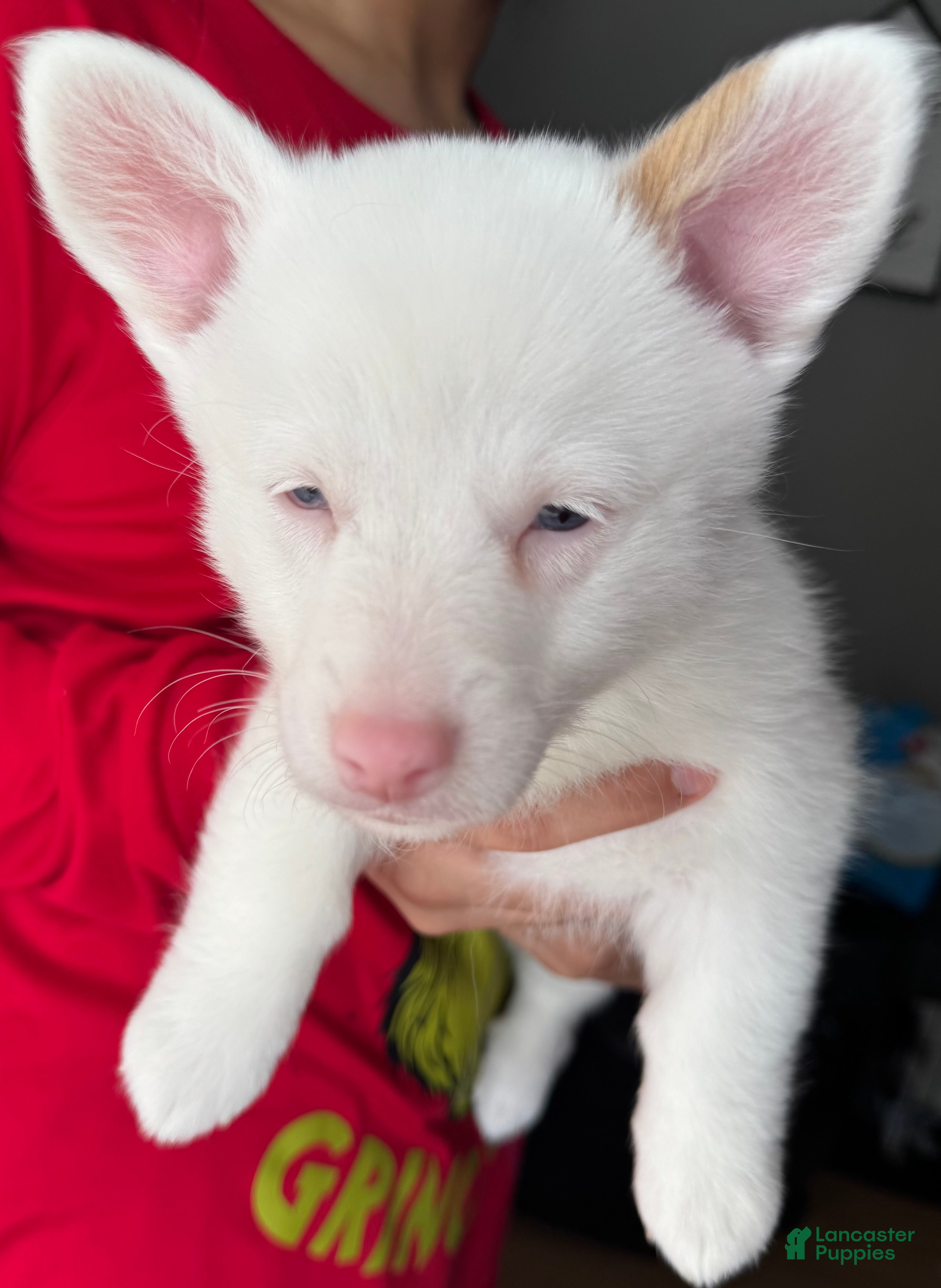 Welsh Corgi Pembroke dogs Noelle - Ad 38