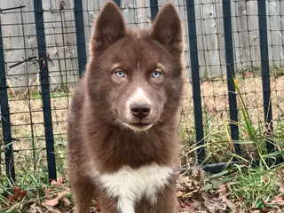 Siberian Husky dogs Charlie - Ad 10