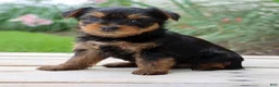 Yorkshire Terrier dogs for sale: Java - Ad 1