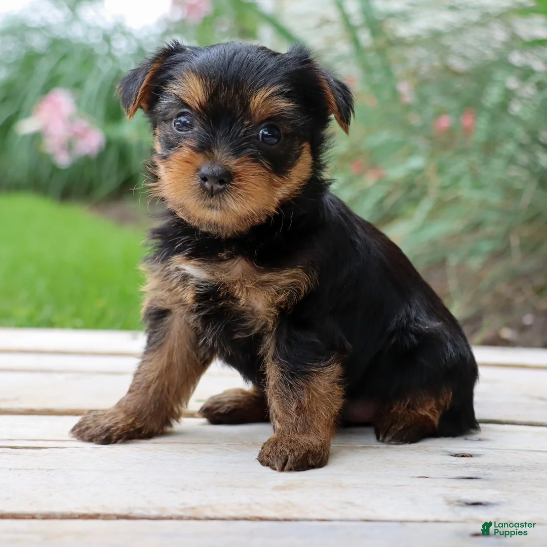 Yorkshire Terrier dogs for sale: Java - Ad 1