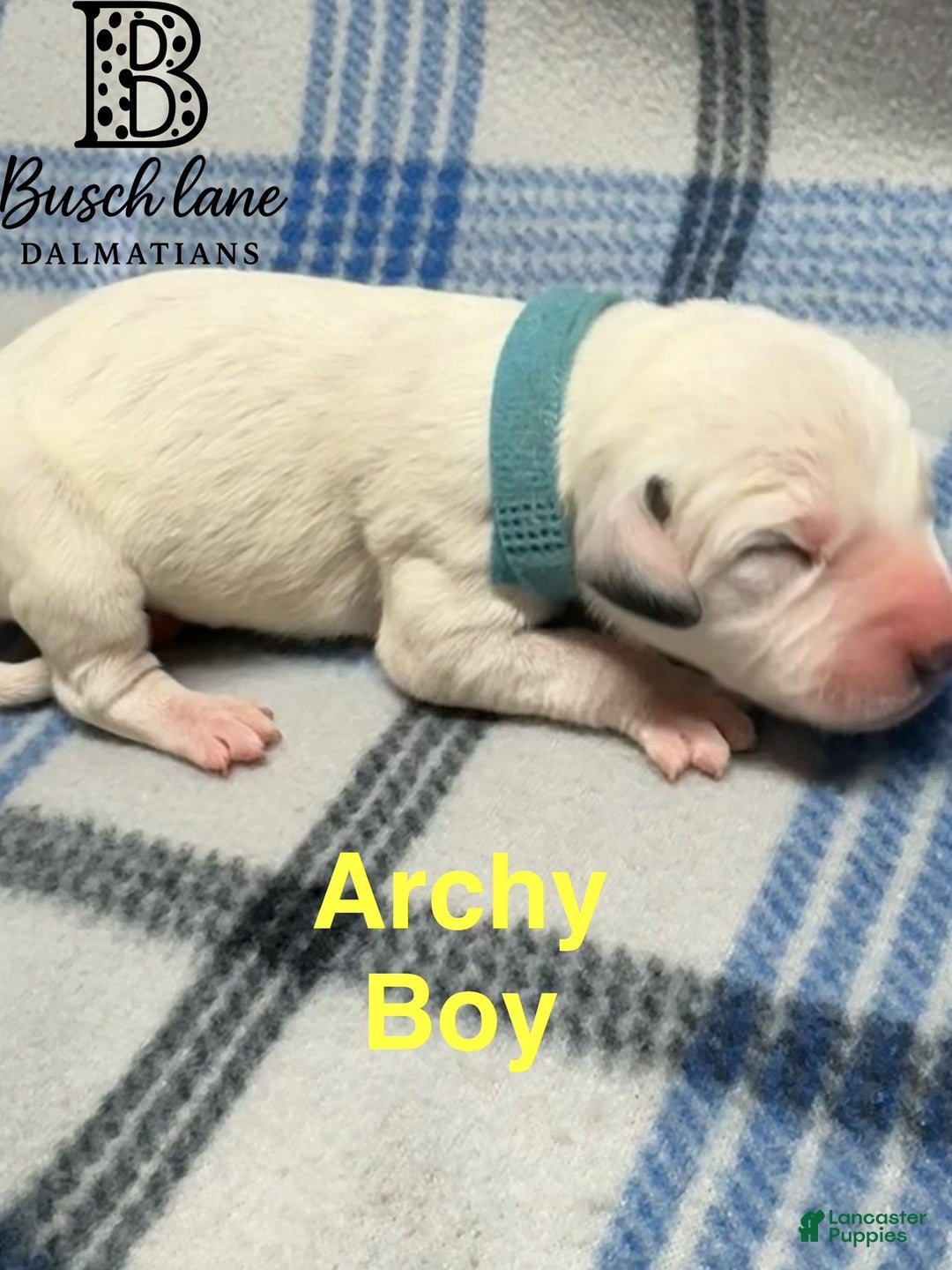 Dalmatian dogs for sale: Archy  - Ad 1