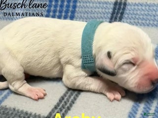 Dalmatian dogs Archy - Ad 7